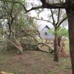 Uprooted tree near playground