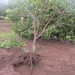 Fallen tree and injured roots in orchard