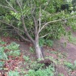Fallen macadamia tree