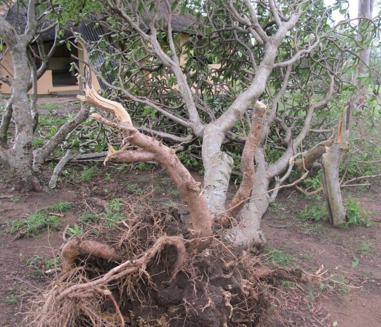 Uprooted tree on campus