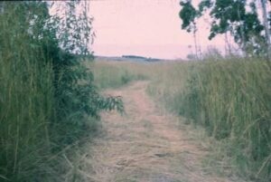 Elephant Grass at ACC