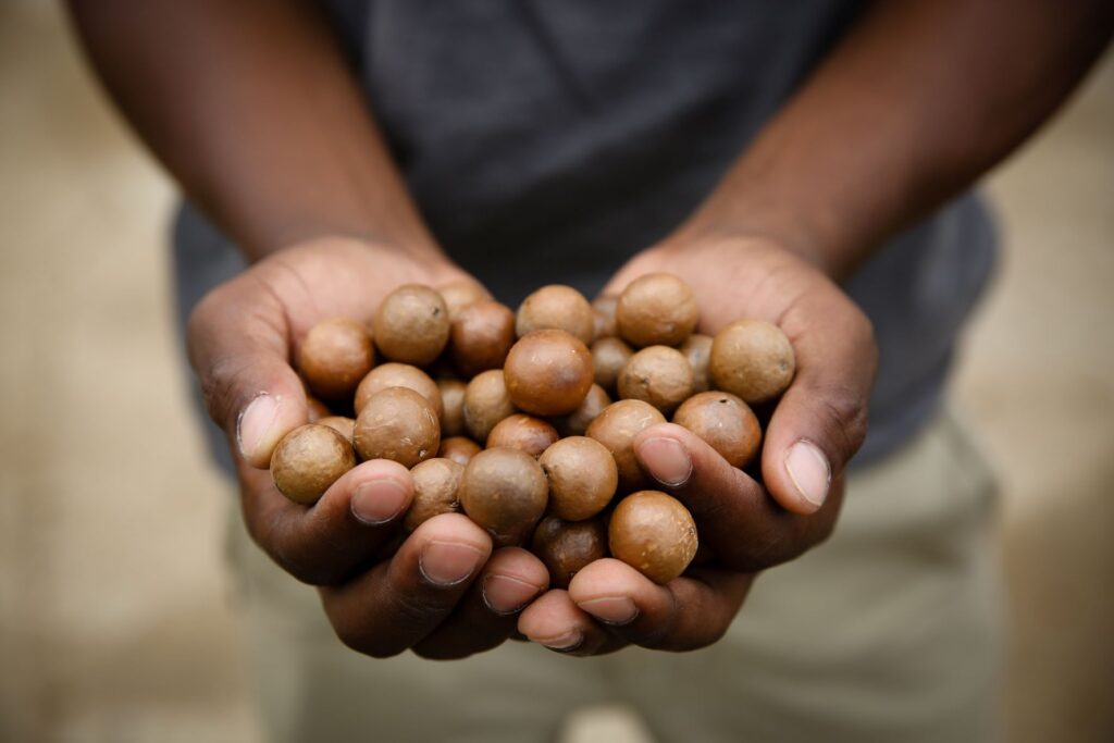 Hands holding macadamia nuts in the shell.