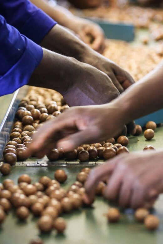 Hands sorting macadamia nuts at harvest
