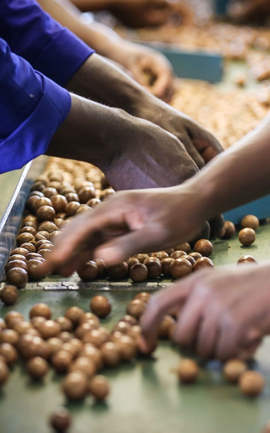 Hands sorting macadamia nuts at harvest